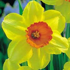 bgc daffodil 1.jpeg